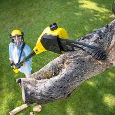 Best Lawn Renovation and Restoration  in Dixmoor, IL