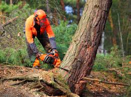 Best Hazardous Tree Removal  in Dixmoor, IL