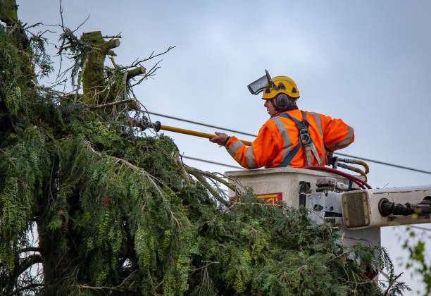 How Our Tree Care Process Works  in  Dixmoor, IL