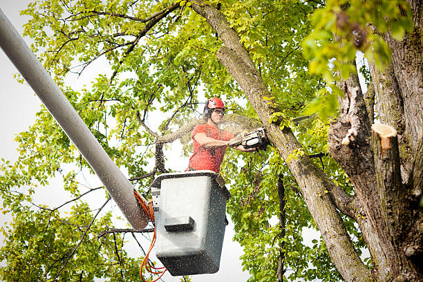 Dixmoor, IL Tree Care Company